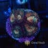 Burnt Orange Favia Frag Burnt Orange Favia Frag