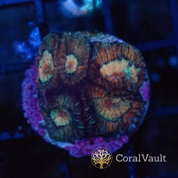Burnt Orange Favia Frag Burnt Orange Favia Frag