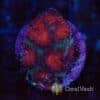 Red & Green Goniastrea Frag