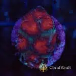 Red & Green Goniastrea Frag