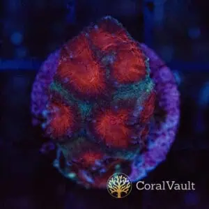 Red & Green Goniastrea Frag
