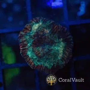 Teal Goniastrea Frag
