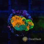 Rainbow Meltdown Acan Echinata Frag