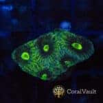 Ultra Green Eye Favia