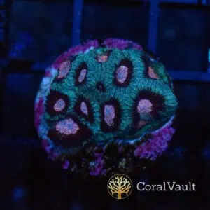 Pink Candy Favia