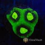 Toxic Green Favia Frag