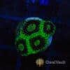 Radioactive Green Favia Frag