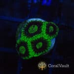 Radioactive Green Favia Frag