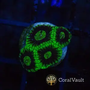 Radioactive Green Favia Frag