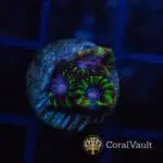 Purple Eye Favia Frag
