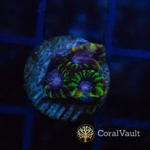 Purple Eye Favia Frag