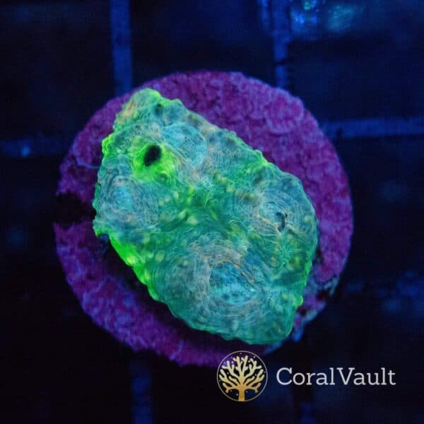 Green Apple Chalice Frag Green Apple Chalice Frag