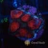 Ultra Red Goniastrea Frag Ultra Red Goniastrea Frag