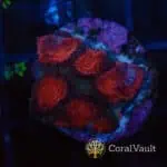 Ultra Red Goniastrea Frag