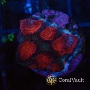 Ultra Red Goniastrea Frag