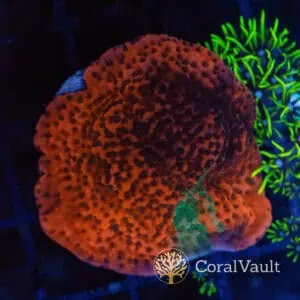Red & Green Grafted Montipora Frag