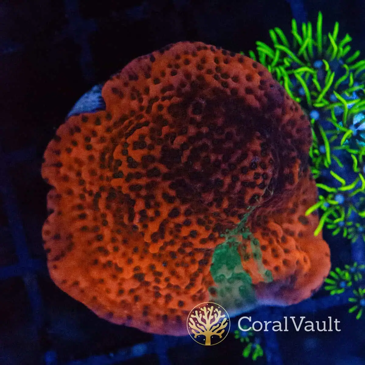 Red & Green Grafted Montipora Frag