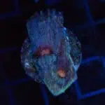 Blue Glitter Chalice Frag