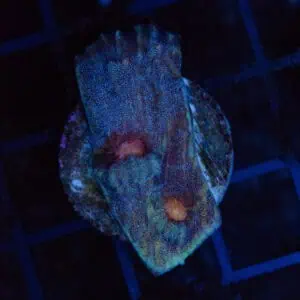 Blue Glitter Chalice Frag