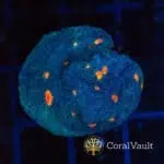 Orange Eye Chalice Frag