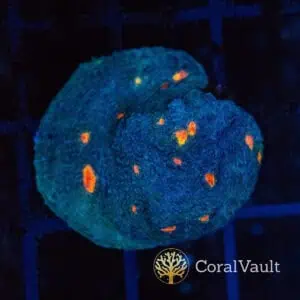 Orange Eye Chalice Frag