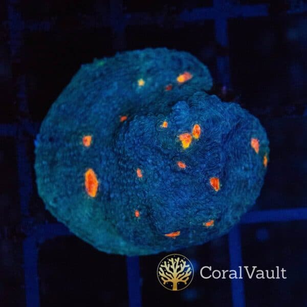 Orange Eye Chalice Frag Orange Eye Chalice Frag