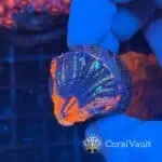 Inferno Cultured Scolymia