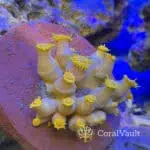 Yellow Sun Coral Colony