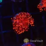 Aussie Red Goniopora