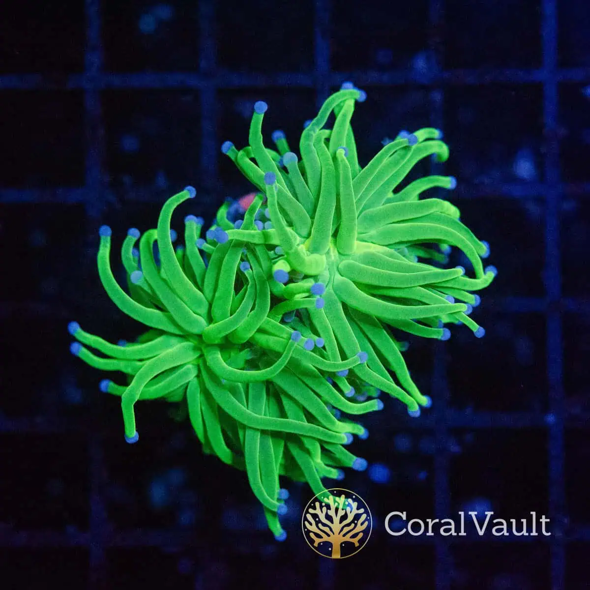 Double-Head Grail Torch Coral