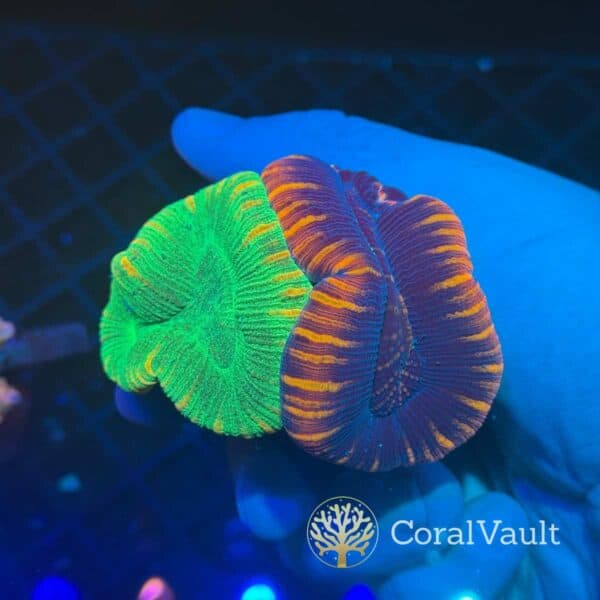 Natural Chimera Trachyphyllia Natural Chimera Trachyphyllia