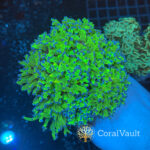 Buzz Lightyear Frogspawn XXL Colony