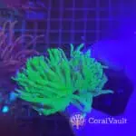 Double-Head Ultra Grail Torch