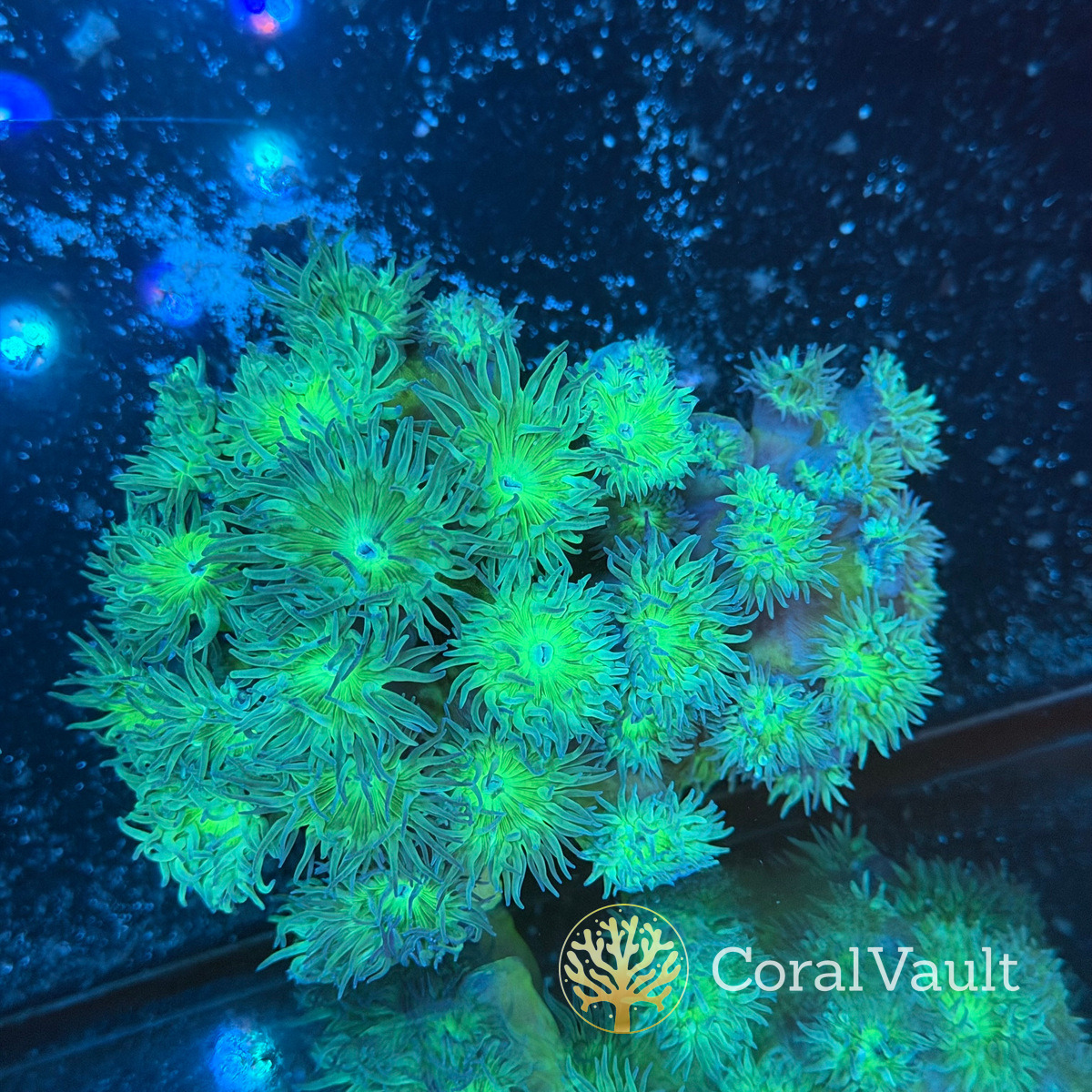 XL Aussie Green Stem Duncan Colony