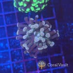 Pale Peach White Hammer Coral