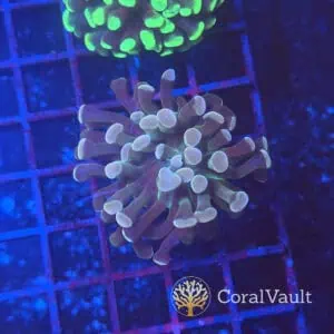 Pale Peach White Hammer Coral