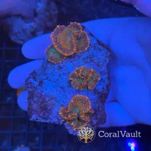 Tequila Sunrise Mushroom Rock