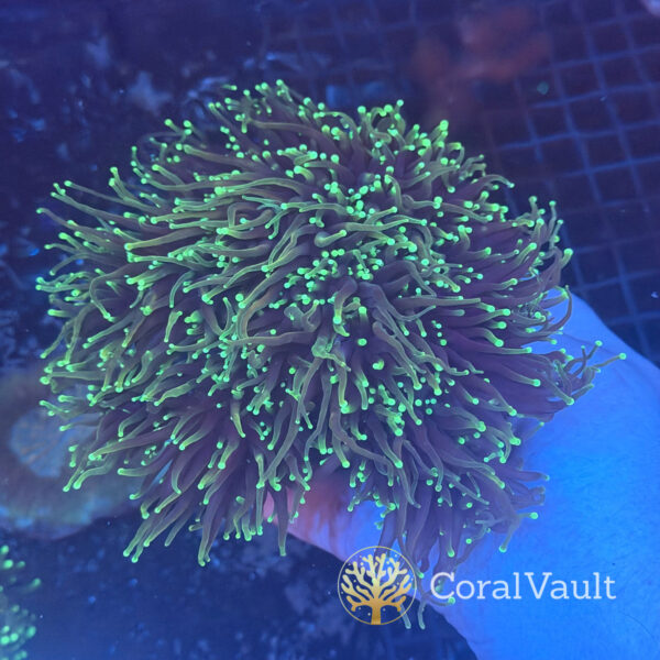 Dragon Soul Torch Coral Colony – 12 Heads