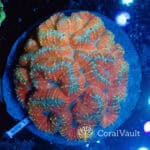 Large Rainbow Symphyllia