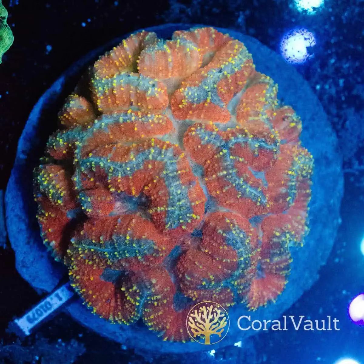 Large Rainbow Symphyllia