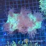 Warpaint Elegance Coral