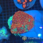 Grafted Favia Colony Chunk