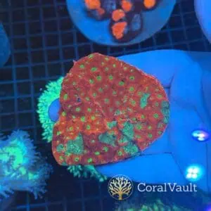 Grafted Favia Colony Chunk