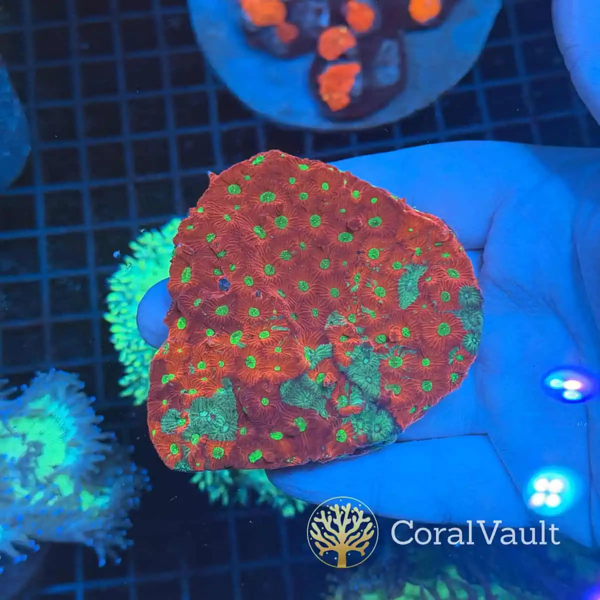 Grafted Favia Colony Chunk