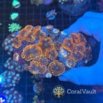 Fiery Rhodactis Mushroom Colony