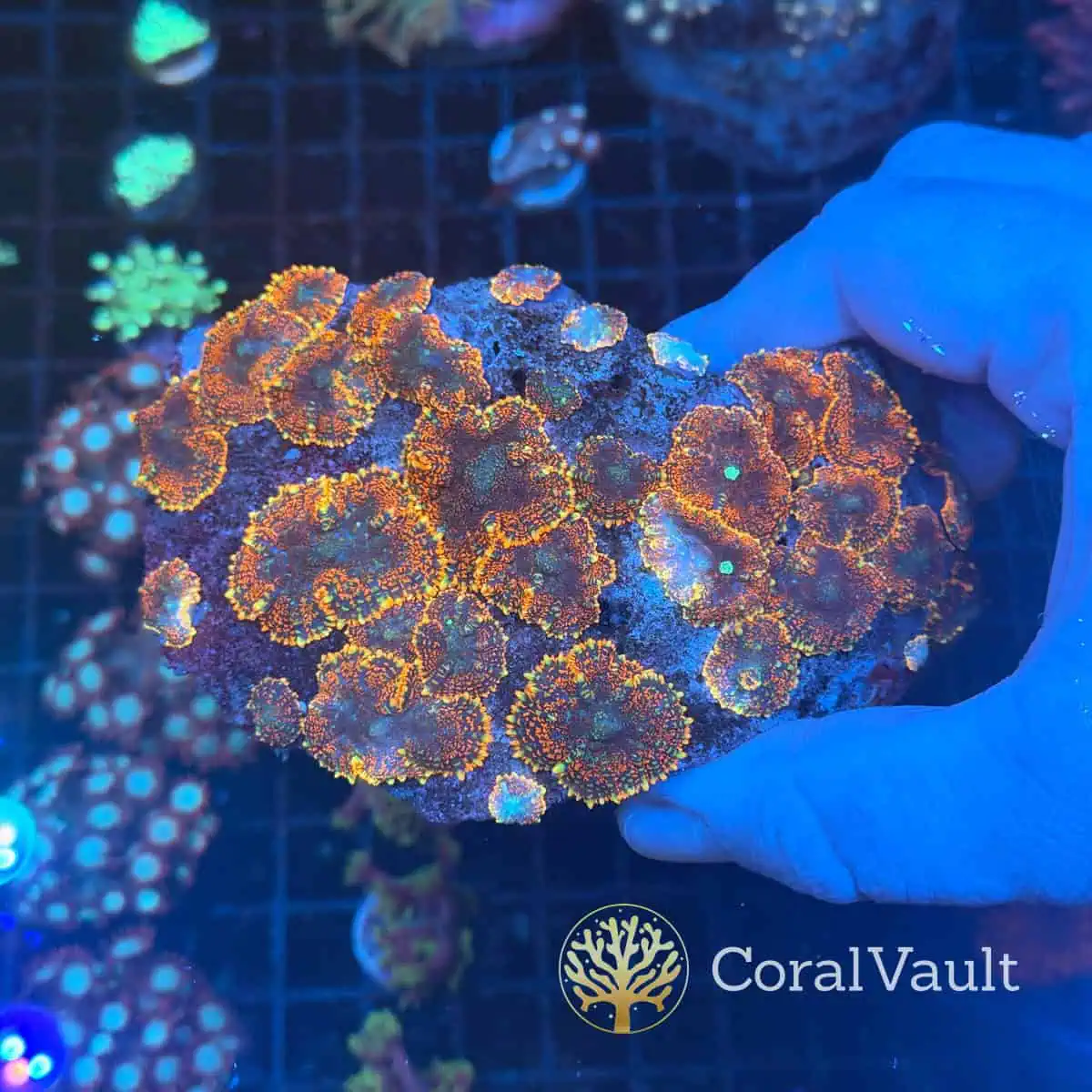 Fiery Rhodactis Mushroom Colony