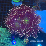 Pink Atomic Torch Colony – 7 Heads
