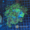 Dragon Soul Torch Coral Colony – 12 Heads