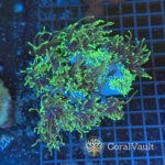 Dragon Soul Torch Coral Colony – 12 Heads