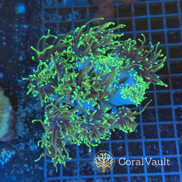 Dragon Soul Torch Coral Colony – 12 Heads